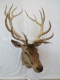 XL SUPER COOL RED STAG SH MT TAXIDERMY