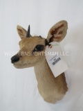 FREAK 1 HORNED DUIKER SH MT ODDITY TAXIDERMY