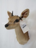 FREAK 1 HORNED DUIKER SH MT ODDITY TAXIDERMY