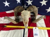 Great looking Ram skull, all teeth, lower jaws, BIG horns 30 inches long x 20 inch spread. great Tax