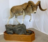 Lifesize Transcapian Urial Sheep on Base TAXIDERMY