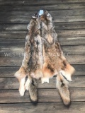 2 XXLG. New Coyote hides tanned furs / Taxidermy = 2 x $