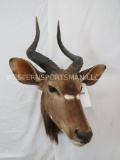 NYALA SH MT TAXIDERMY