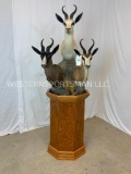 BEAUTIFUL Pedestal w/Common, White & Chocolate Springbok Mts TAXIDERMY