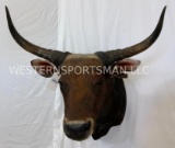 *RARE* Banteng Sh Mt *FL RESIDENTS ONLY*TAXIDERMY