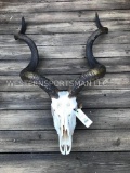 HUGE Horned African Kudu full skull-all teeth- 55 inch horns & 29 inch spread at horn tips - Great O