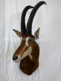 Sable Sh Mt TAXIDERMY