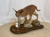 RARE Lifesize Carical Cat TAXIDERMY