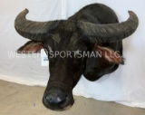 Water Buffalo Sh Mt TAXIDERMY