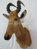 Lichtenstein's Hartebeest Sh Mt TAXIDERMY