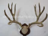 REALLY NICE MULE DEER RACK ON PLAQUE TAXIDERMY