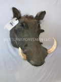 Warthog Sh Mt TAXIDERMY