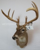 XL NON TYPICAL WHITETAIL SH MT TAXIDERMY