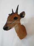 RED DUIKER SH MT TAXIDERMY