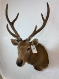 Russa Deer Sh Mt TAXIDERMY