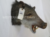 Painted Javalina Sh Mt TAXIDERMY