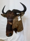 Wildebeest Sh TAXIDERMY