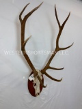 5x5 Elk Skull on Plaque TAXIDERMY