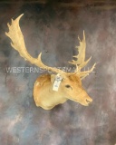 Fallow Deer Sh Mt TAXIDERMY