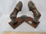 PAIR OF ZEBRA HOOF BOOKENDS (ONE$) TAXIDERMY