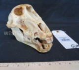 BABOON SKULL *MISSING TEETH* TAXIDERMY