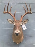 Beautiful 5 x 5 = 10 point White Tail Deer shoulder mount - Great Taxidermy