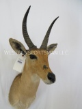 Reedbuck Sh Mt TAXIDERMY