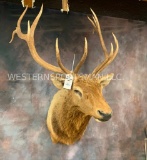 Elk Sh Mt TAXIDERMY