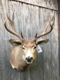 BIG 5 x 5 Mule Deer Shoulder mount = GREAT Taxidermy