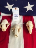 Three skulls, BOBCAT, GREY FOX, & RACCOON All teeth...Excellent Oddity Taxidermy = 3 x $