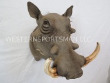 WARTHOG SH MT TAXIDERMY