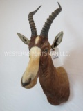 BLESBOK SH MT TAXIDERMY