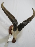 IBEX EURO MT TAXIDERMY