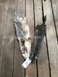 Two tanned fur/skins Possum & Ground-hog hides = great taxidermy - 2 x $