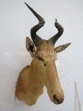 Lichtenstein's hartebeest SH MT TAXIDERMY