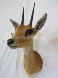 REEDBUCK SH MT