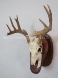WHITETAIL HALF SKULL ON PLAQUE TAXIDERMY