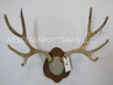 MULE DEER ANTLERS IN VELVET ON PLAQUE TAXIDERMY