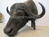 CAPE BUFFALO SH MT TAXIDERMY