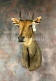 Nilgai Sh Mt TAXIDERMY