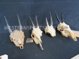 4 MISC SMALL ANTELOPE INCOMPLETE SKULLS (ONE$)