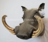 Warthog Sh Mt TAXIDERMY