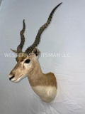 Blackbuck Sh Mt TAXIDERMY