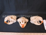 3 BEAVER SKULLS (3x$) TAXIDERMY