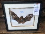 Brown Bat in framed display,-15 inches long x 13 inches wide 