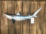 29 inch Repro Sand Shark NEW Taxidermy