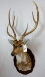 Beautiful Axis Sh Mt on Plaque TAXIDERMY