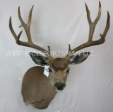 XL Mule Deer Sh Mt TAXIDERMY