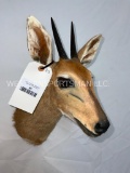 Duiker Sh Mt TAXIDERMY