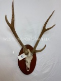 Axis Antlers in Velvet on Skull & Plaque TAXIDERMY